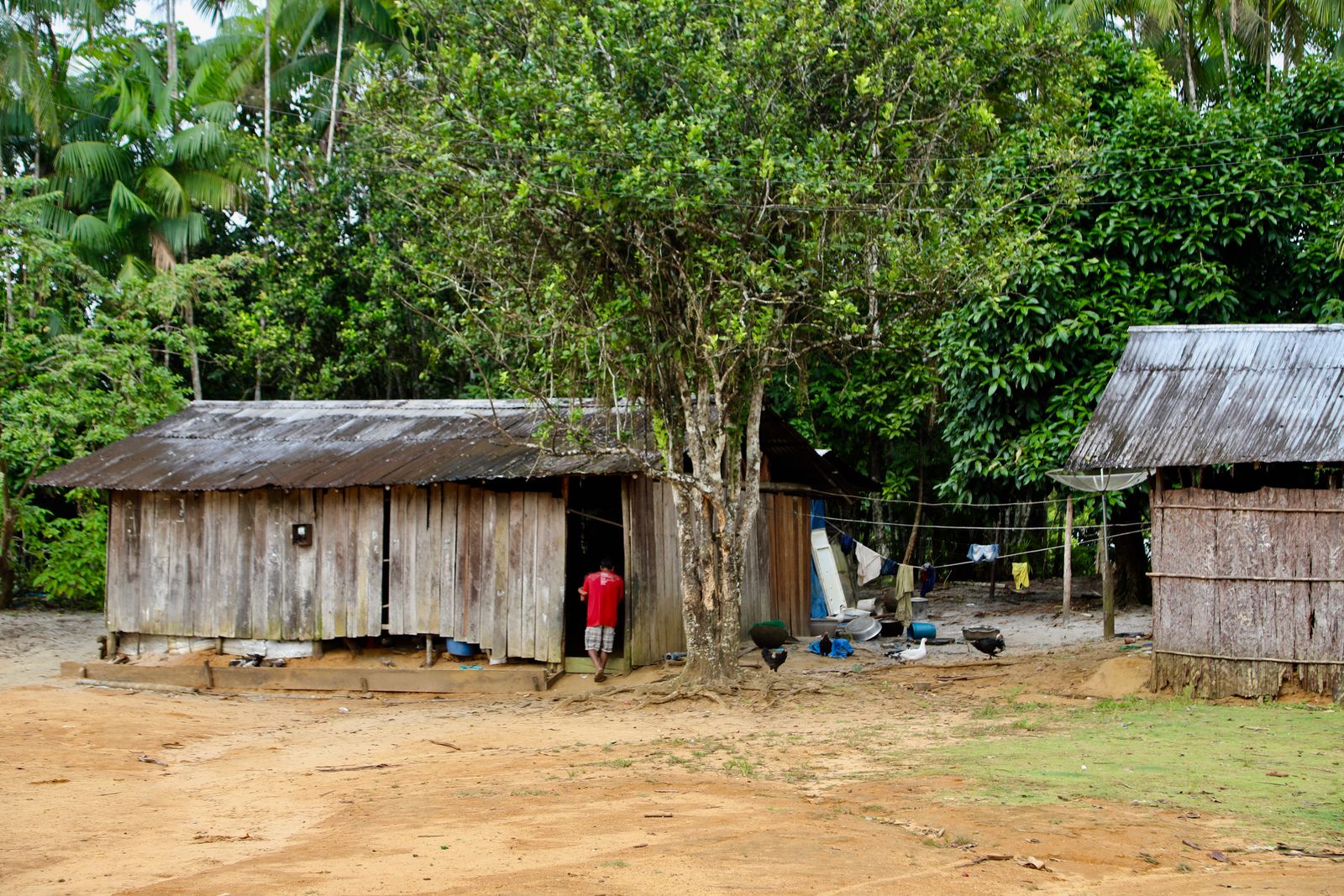 BRASIL No. 5, ALTO RIO NEGRO (capacitación vacunación perros y gatos): Operación Tumbira, un proyect
